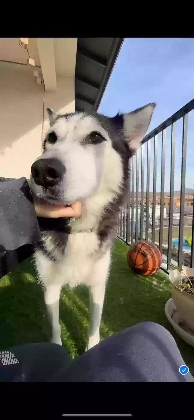 Found dog in Chula Vista, CA, 91913