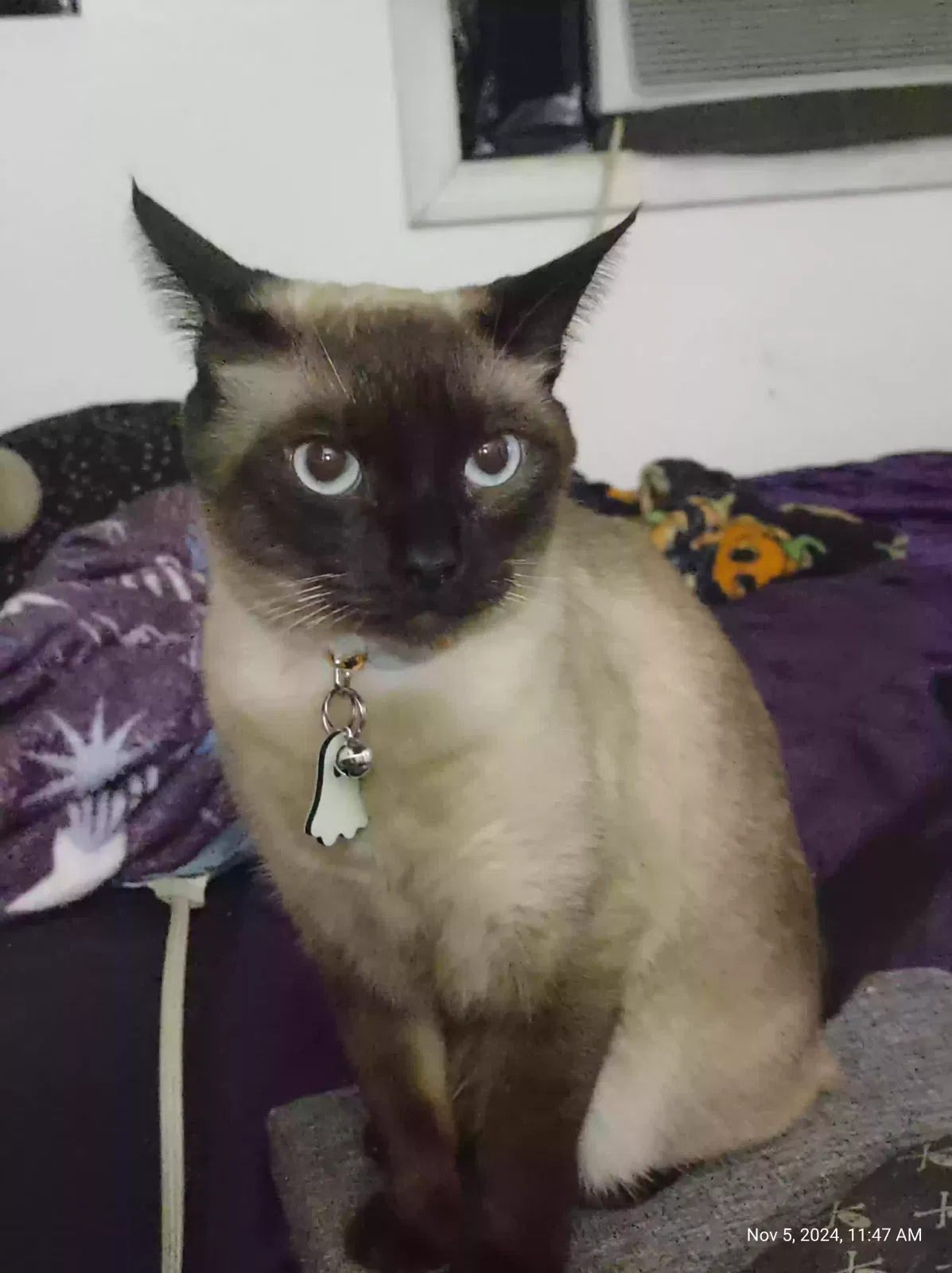 Lost cat in Culpeper, VA, 22701