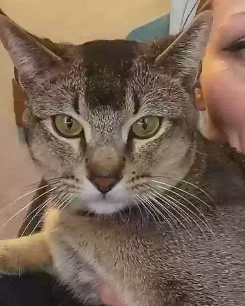 Lost cat in Kansas City, MO, 64114
