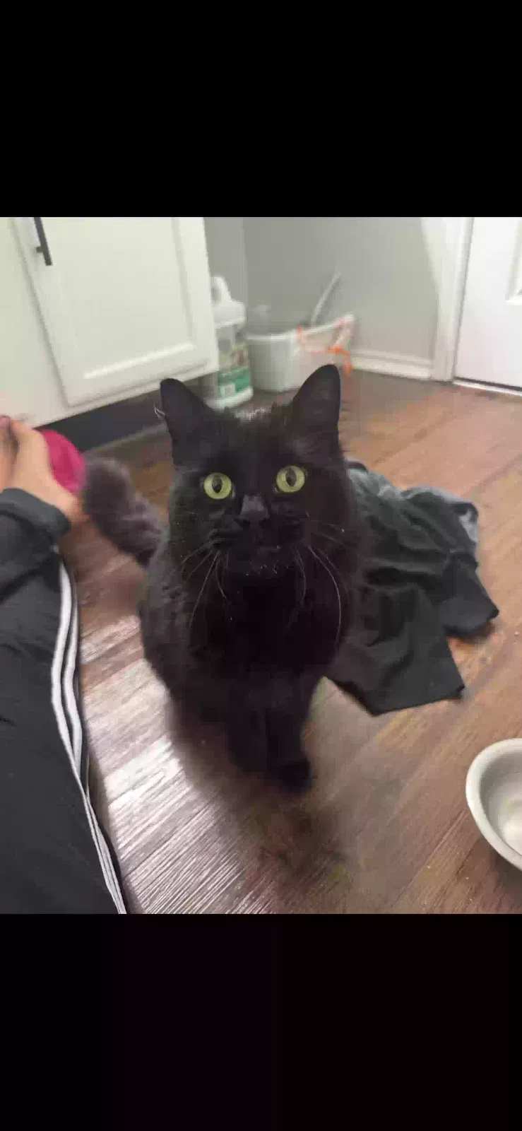 Found cat in Navarre, FL, 32566