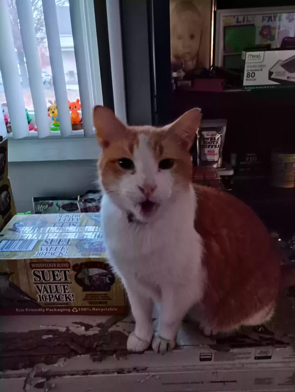 Lost cat in Evansville, IN, 47712