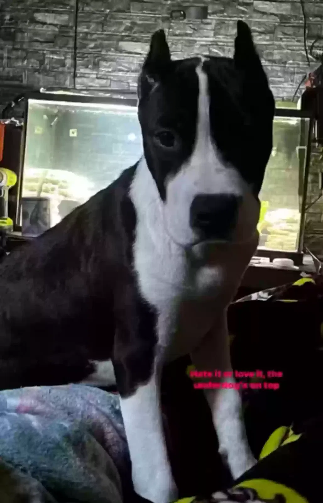 Lost dog in Houston, TX, 77015