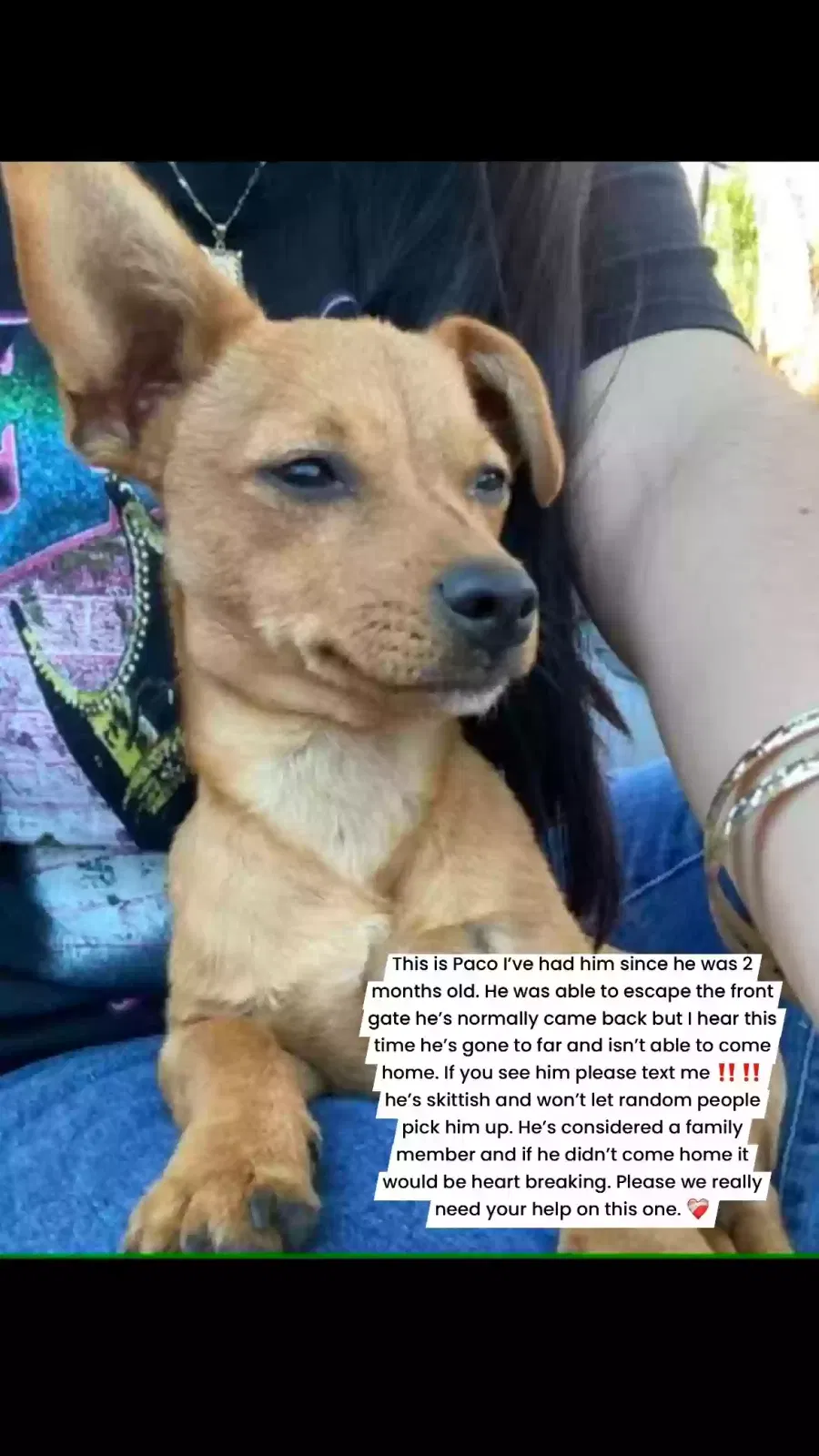 Lost dog in Bakersfield, CA, 93308