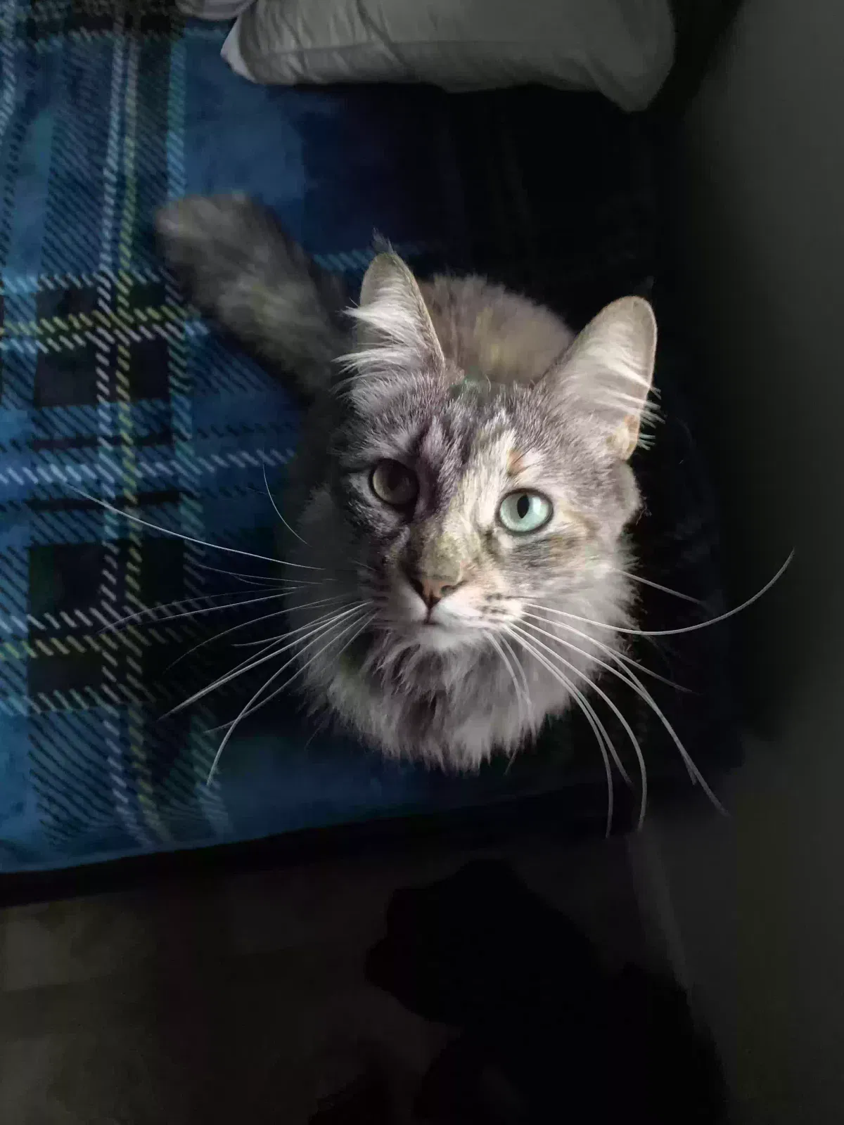 Lost cat in Houston, TX, 77053