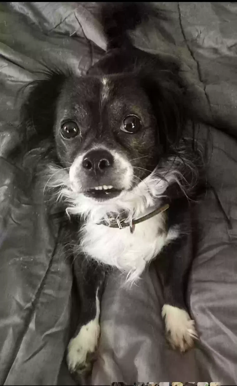 Lost dog in Colton, CA, 92324