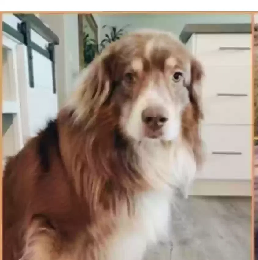 Lost dog in Milpitas, CA, 95035