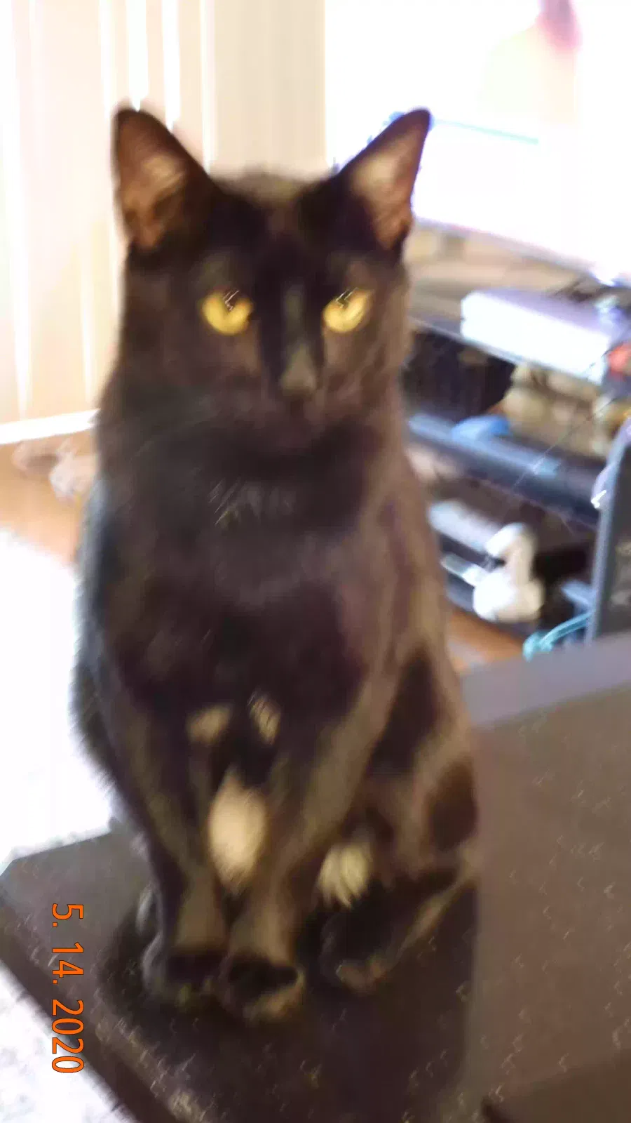 Lost cat in Little Falls, NJ, 7424