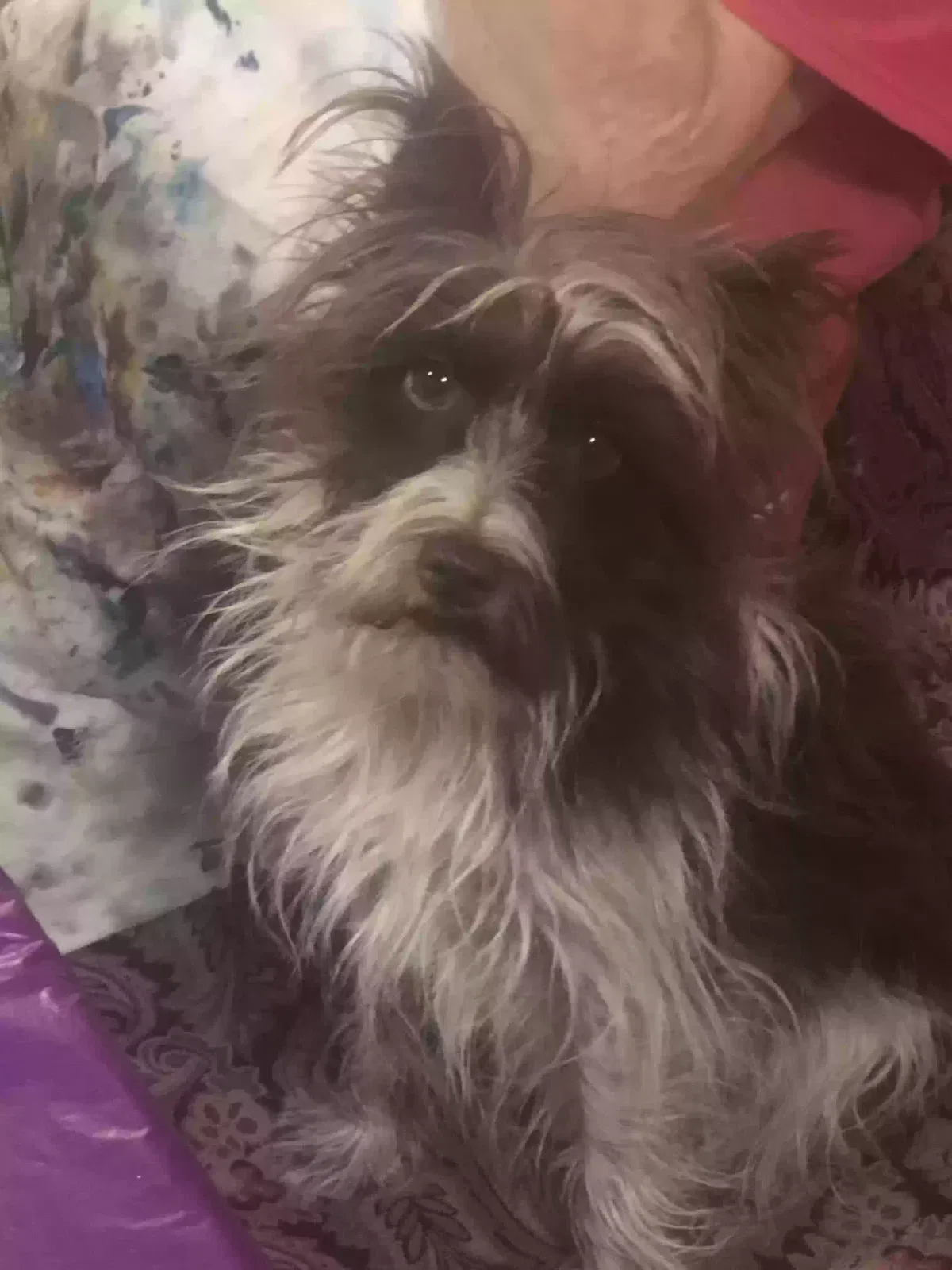 Lost dog in Hot Springs National Park, AR, 71901