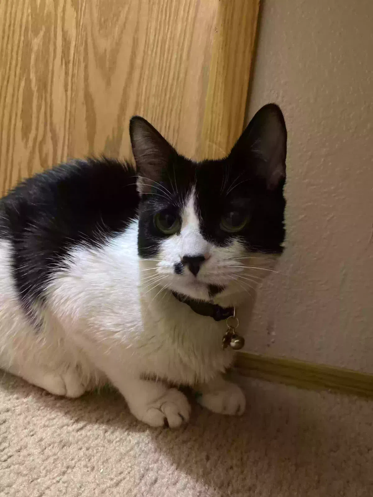 Lost cat in Beaverton, OR, 97007