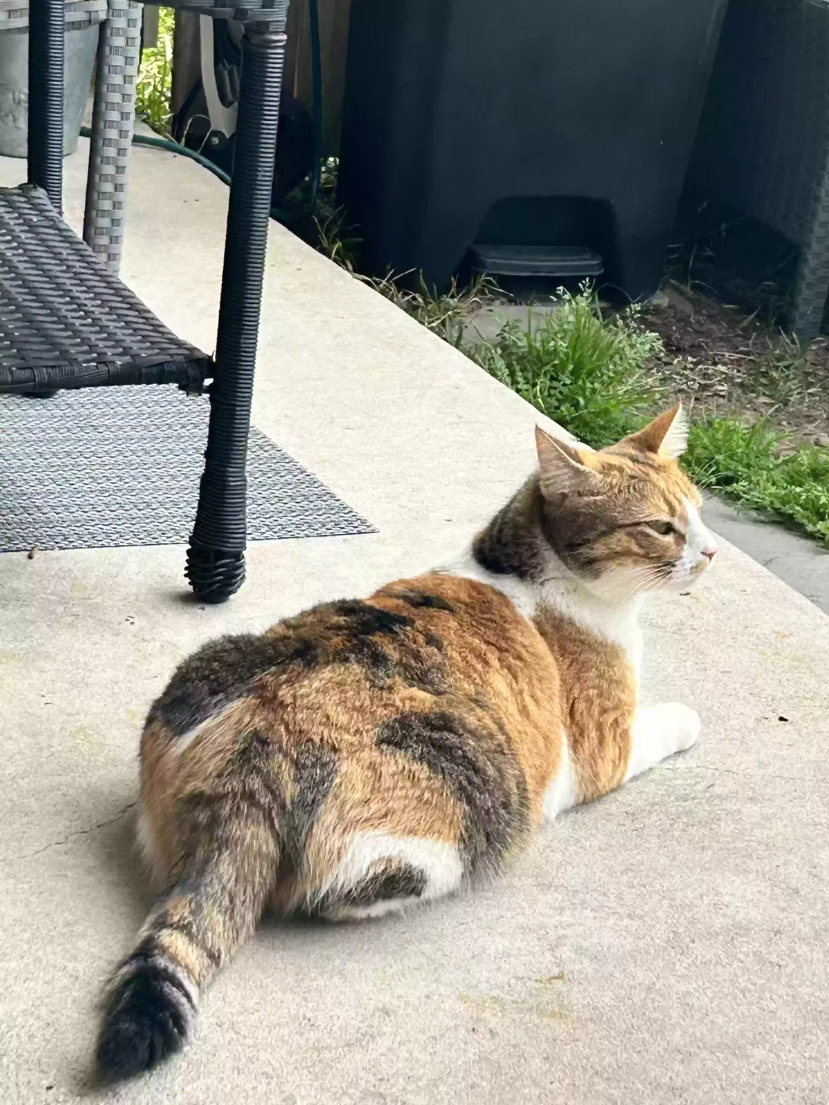 Lost cat in Madisonville, LA, 70447