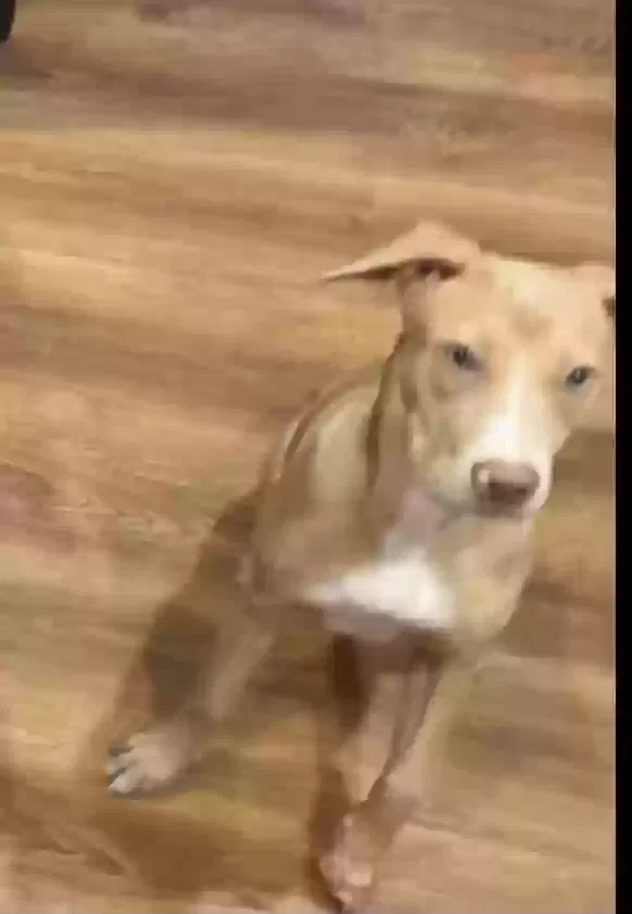 Lost dog in Houston, TX, 77028