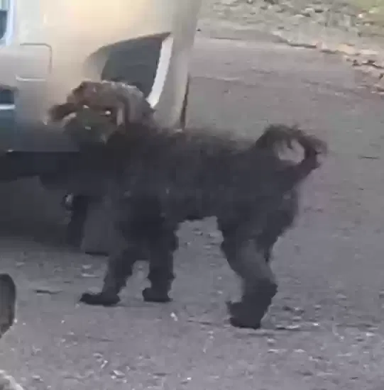 Lost dog in Florence, TX, 76527
