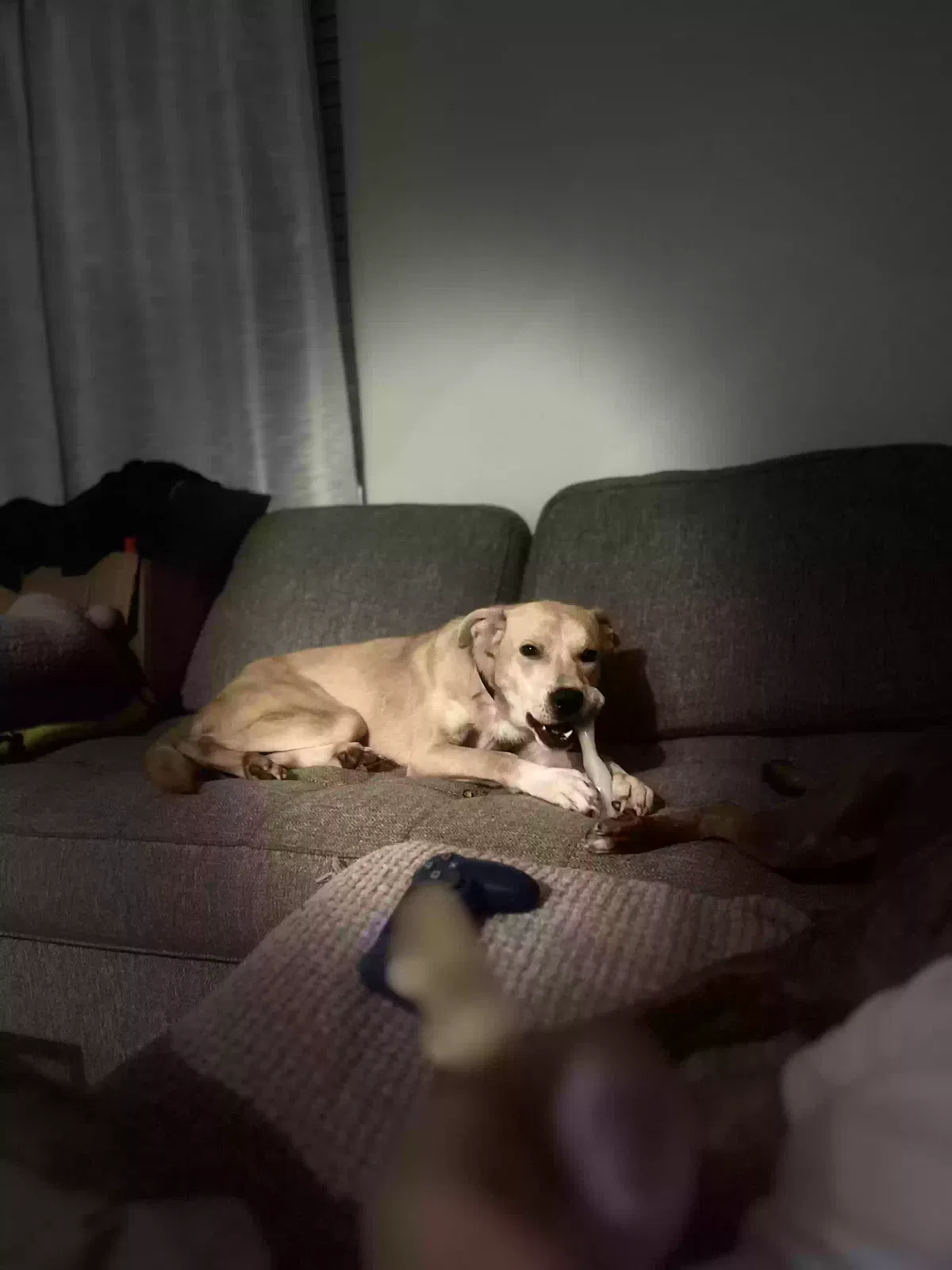 Lost dog in Houston, TX, 77099