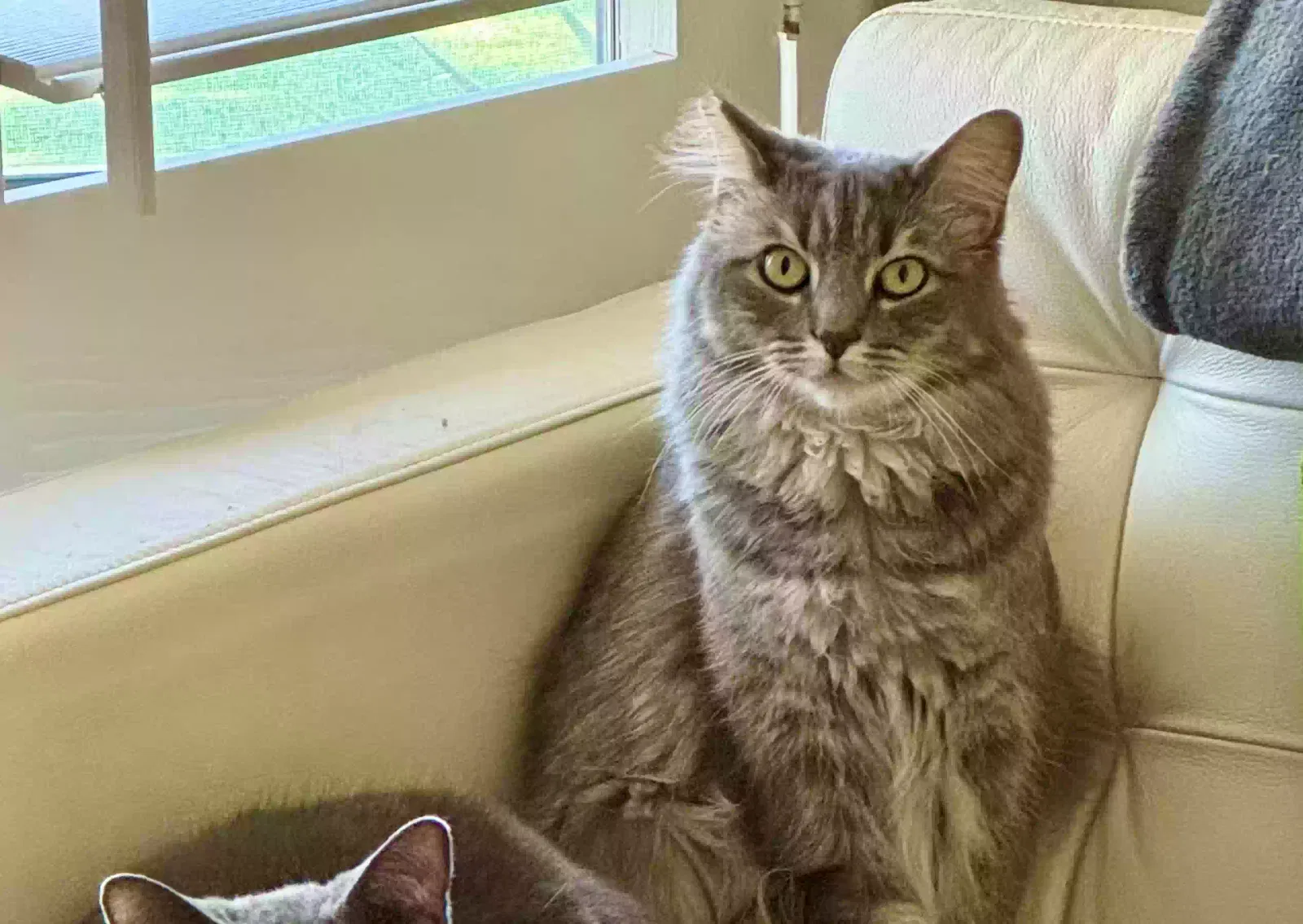 Lost cat in Rancho Mirage, CA, 92270