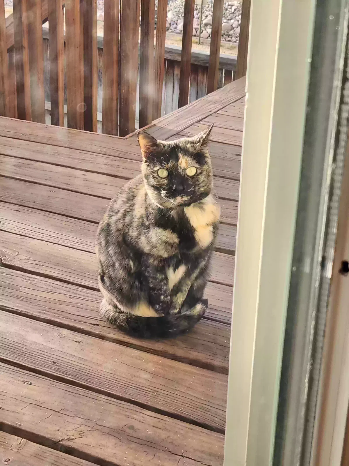 Found cat in Littleton, CO, 80130