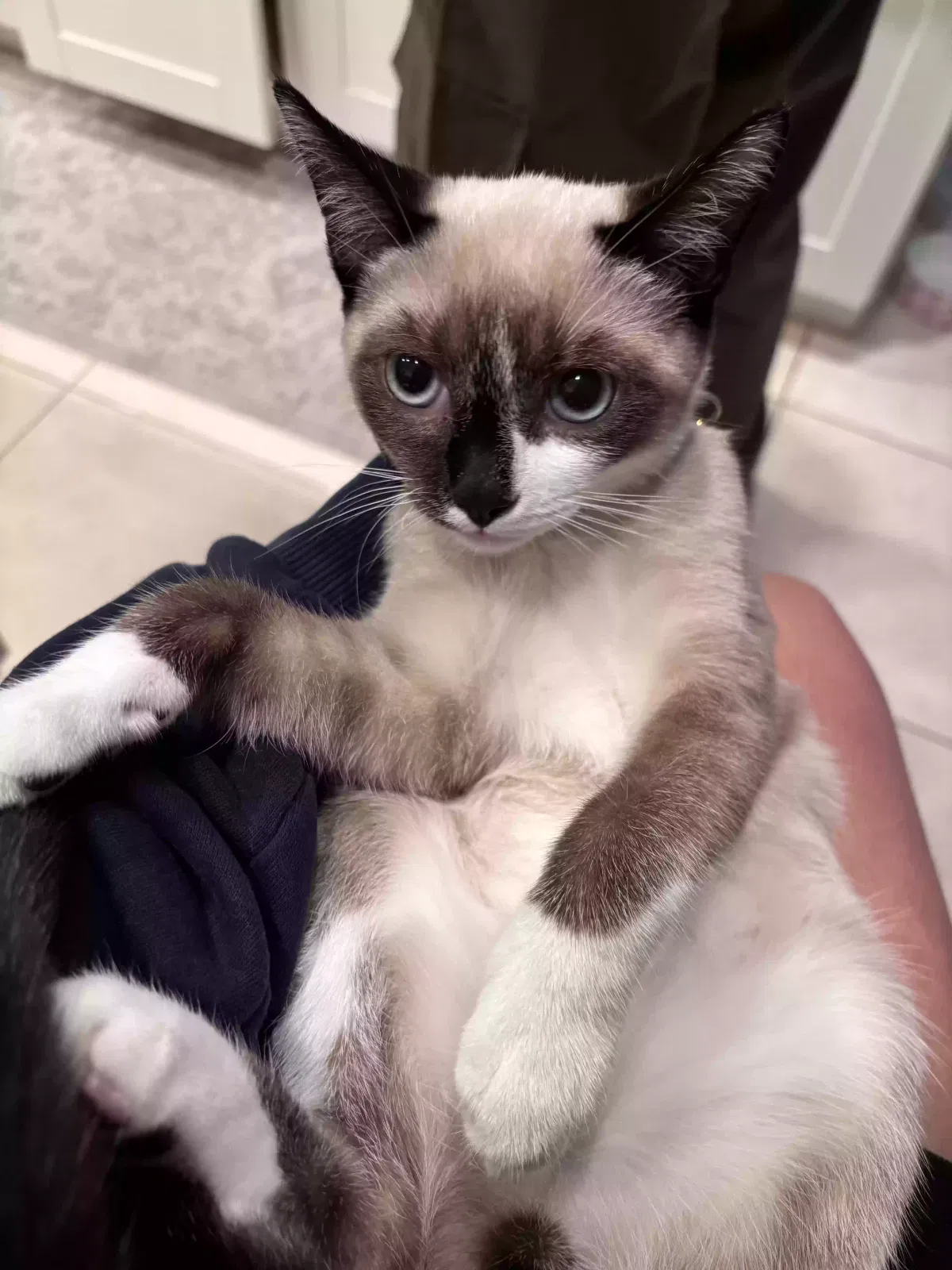 Lost cat in Chino Hills, CA, 91709