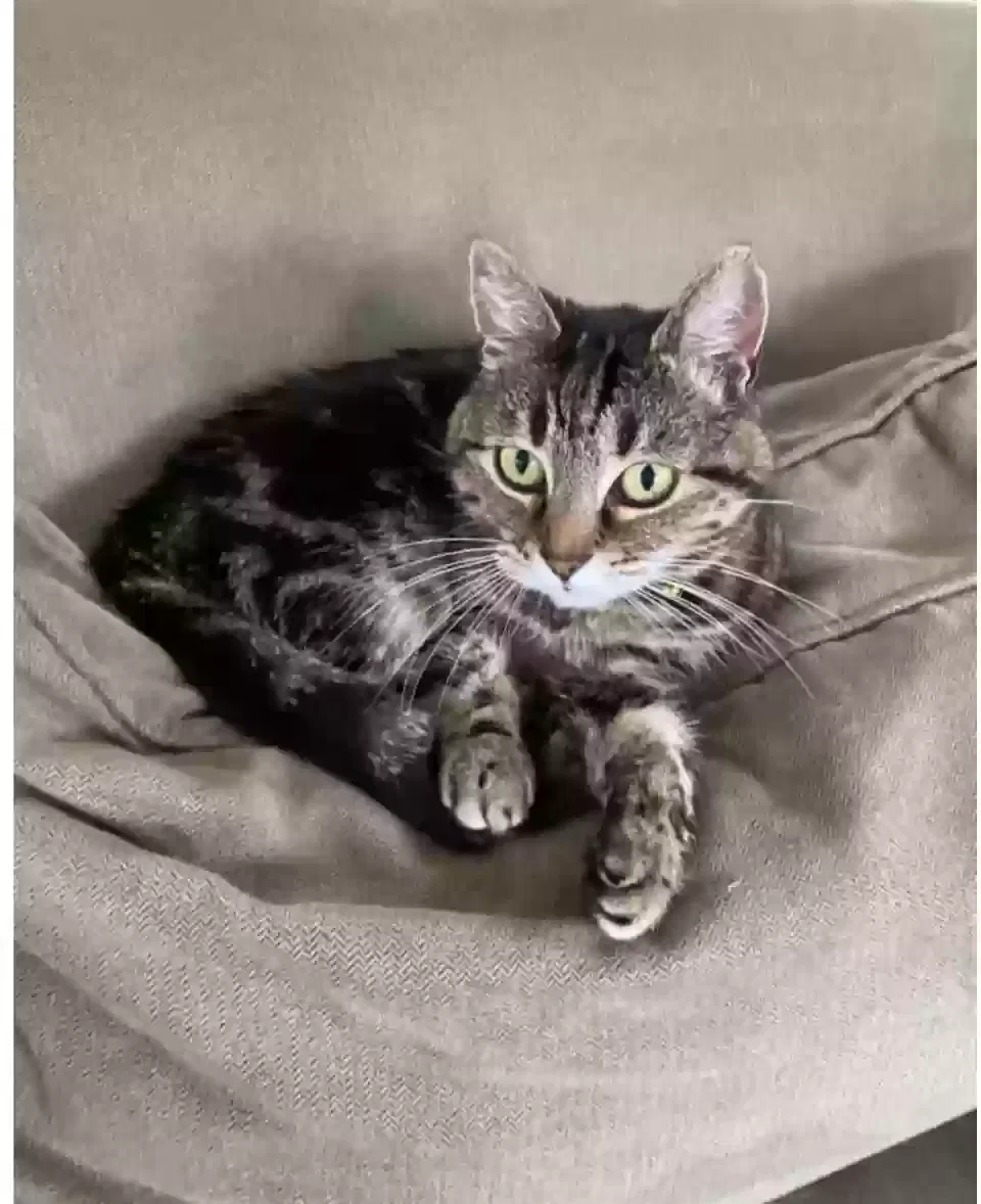 Lost cat in Portland, OR, 97211