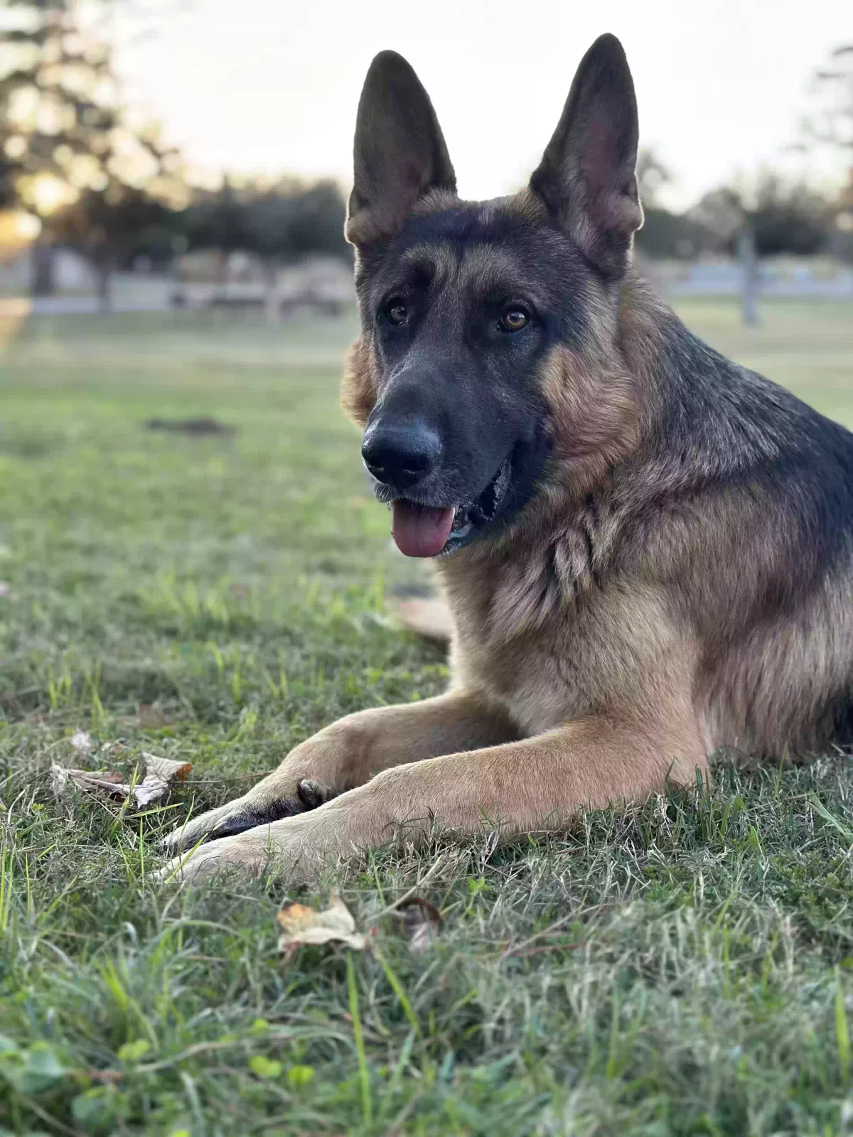 Found dog in Tomball, TX, 77377