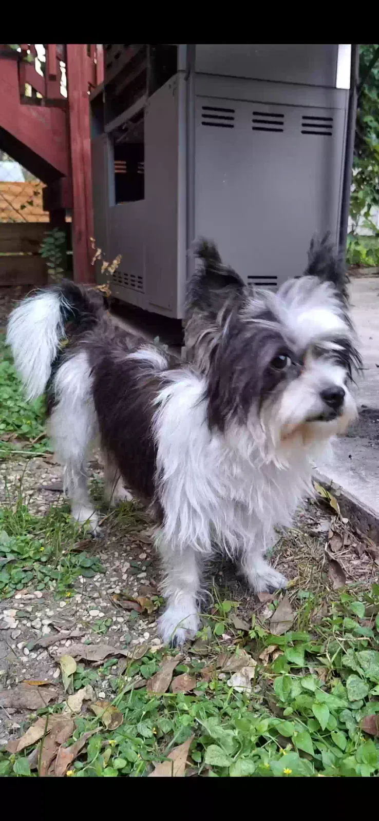 Lost dog in San Antonio, TX, 78213