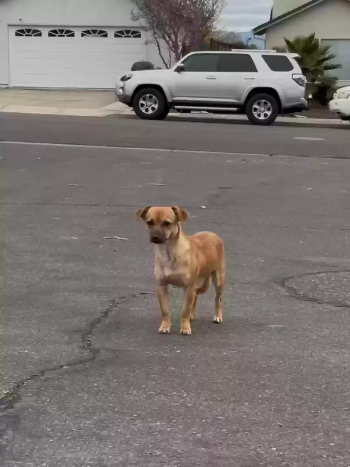 Found dog in San Jose, CA, 95132