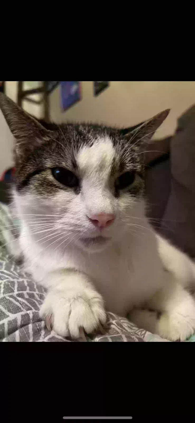 Lost cat in Concord, NC, 28027