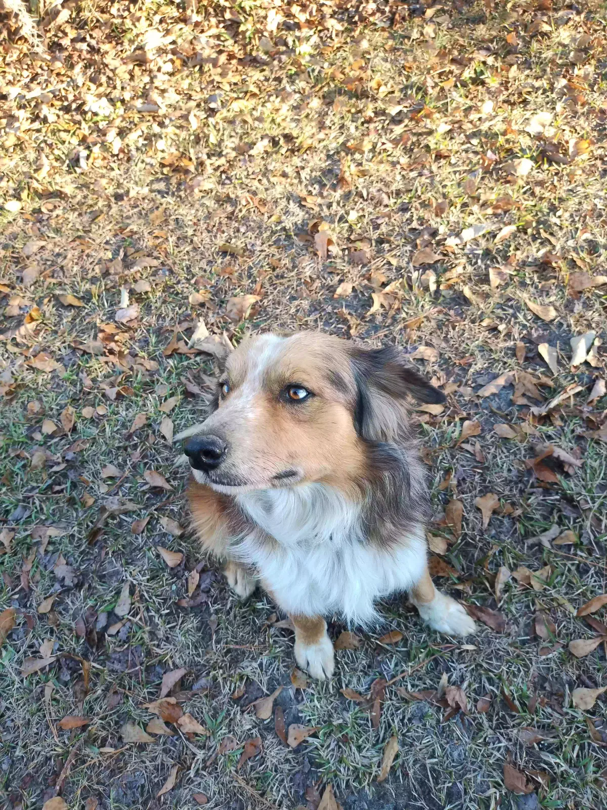Found dog in Aynor, SC, 29511