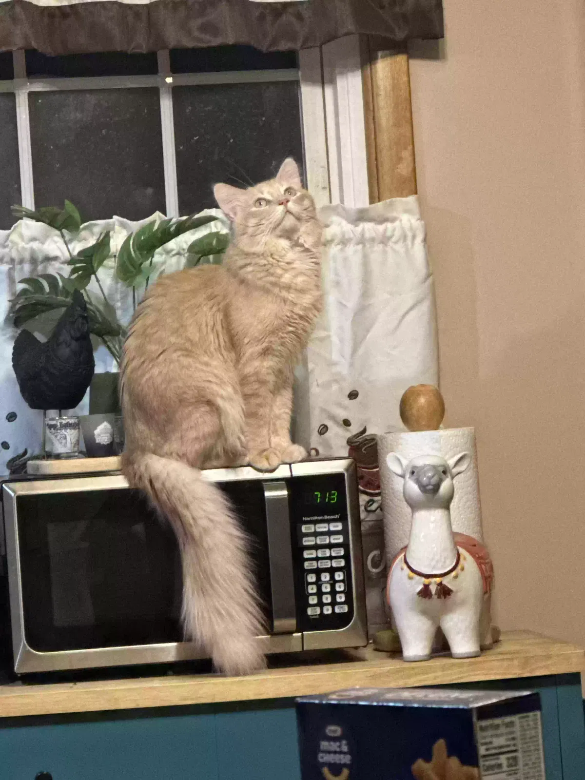Lost cat in Massillon, OH, 44647