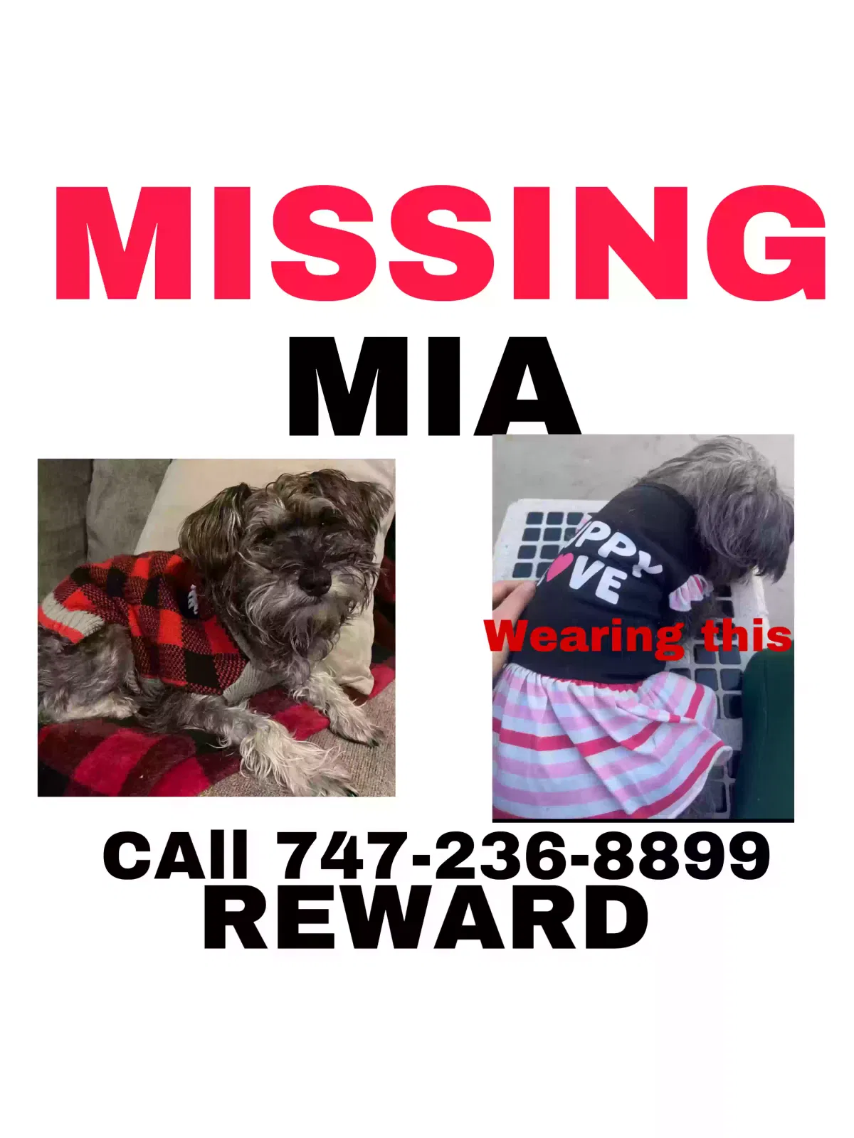 Lost dog in Pacoima, CA, 91331