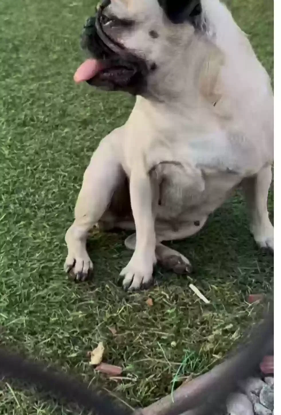 Lost dog in Menifee, CA, 92584