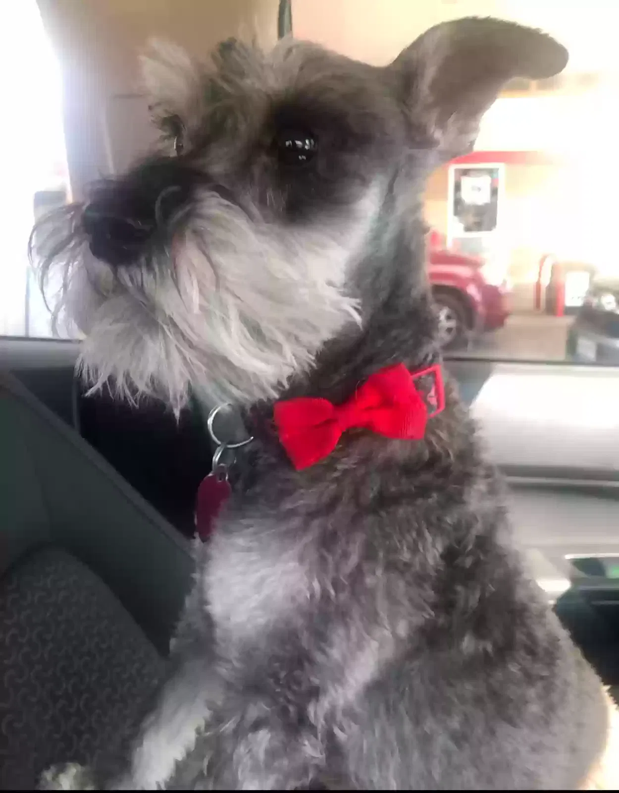 Lost dog in Brandon, MS, 39047