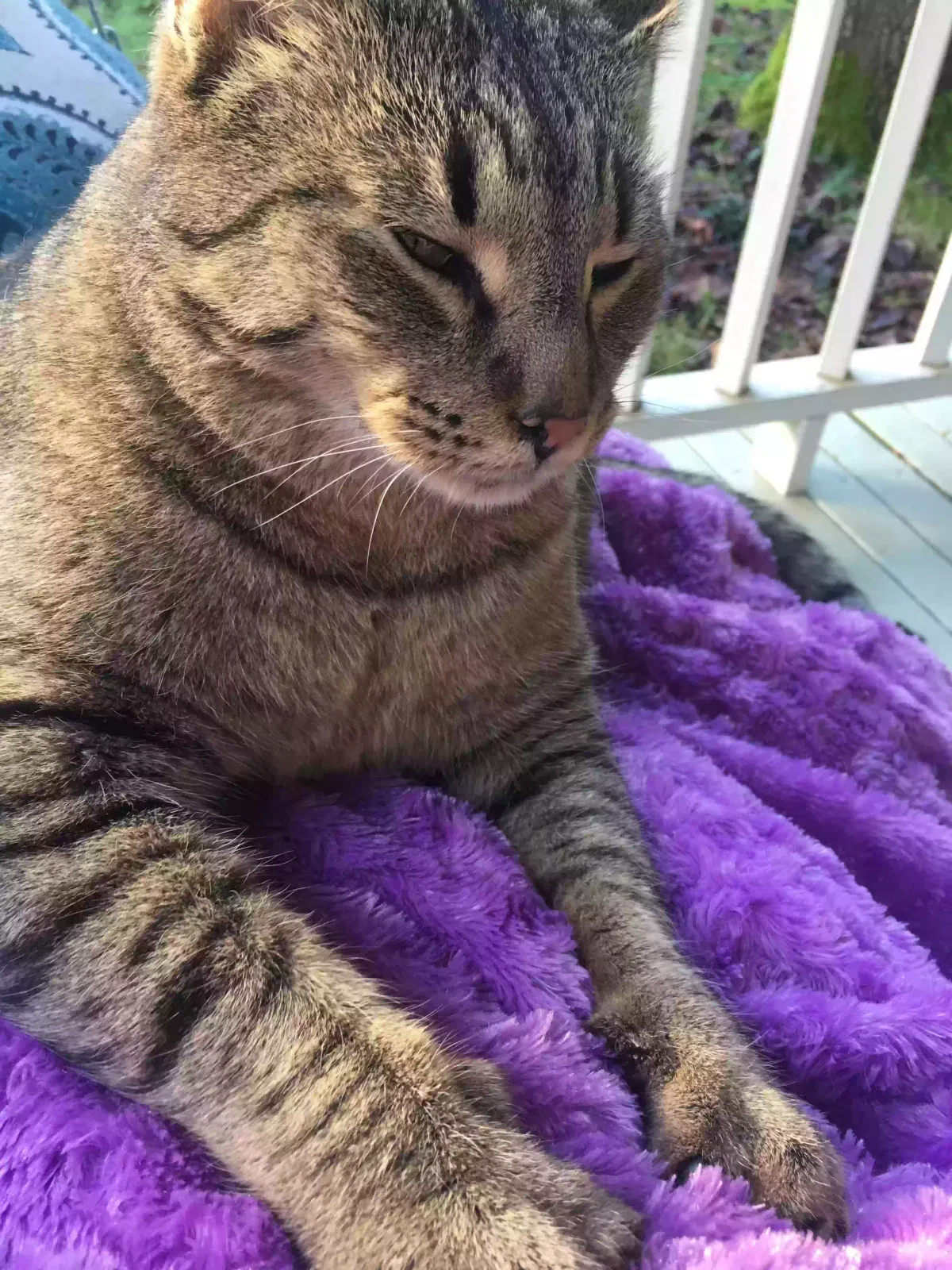 Lost cat in Salem, OR, 97304