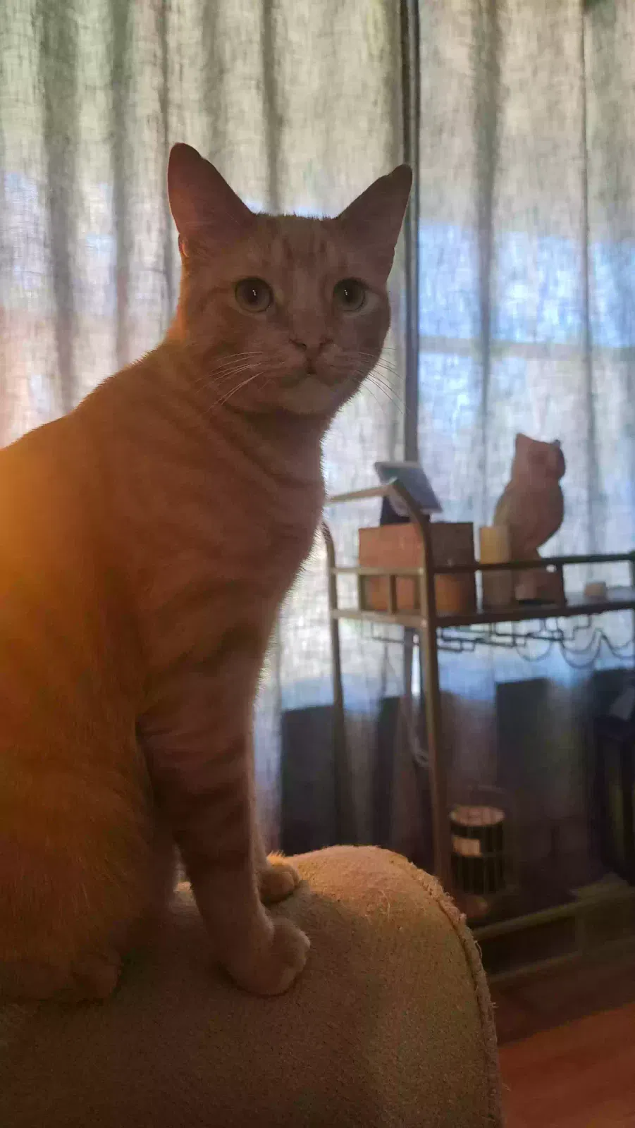 Lost cat in Belleview, FL, 34420