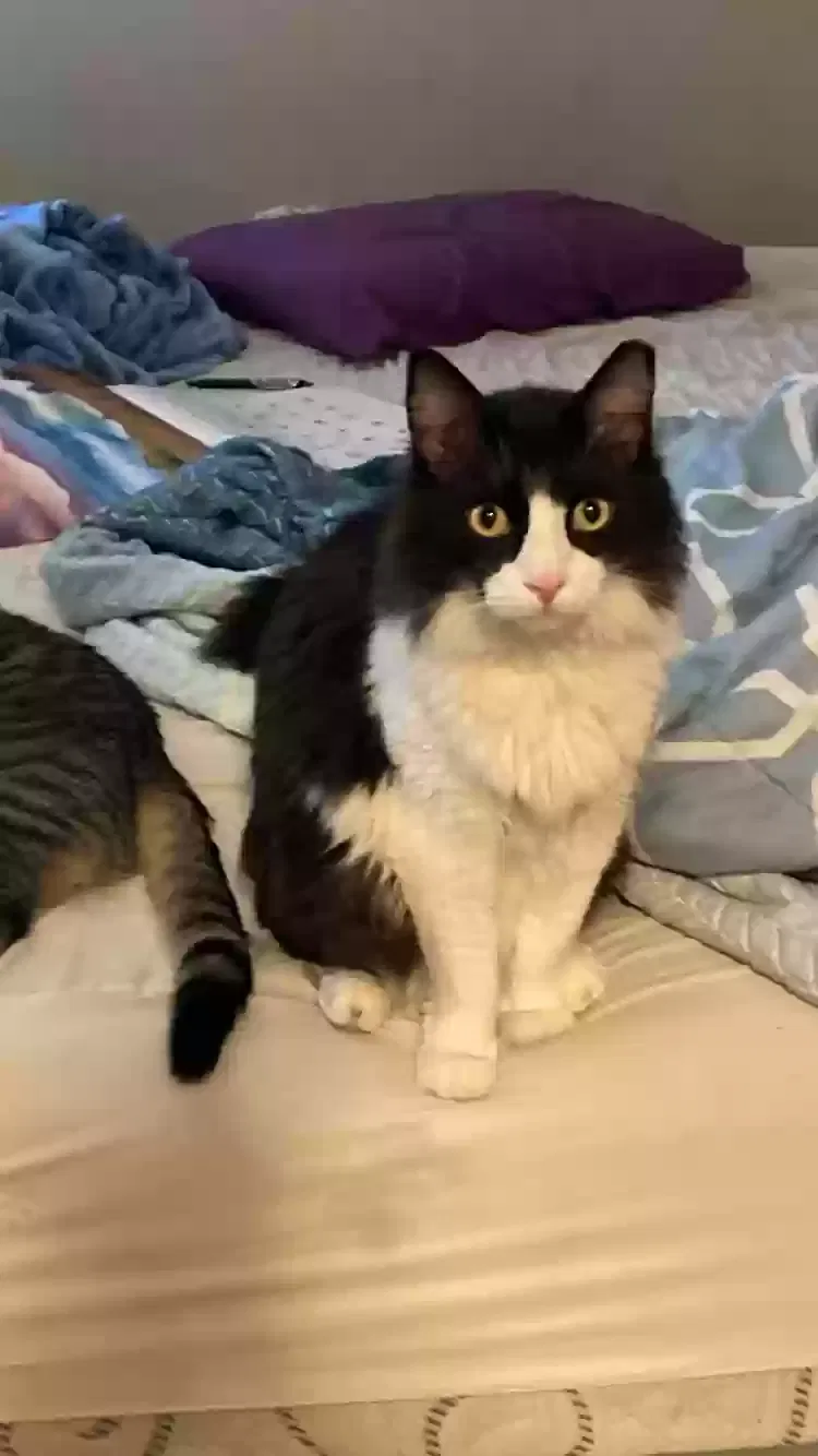 Lost cat in Henderson, NV, 89015