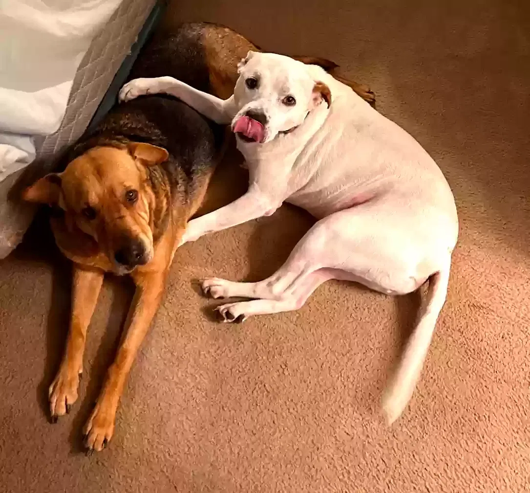 Lost dog in Sanford, NC, 27330