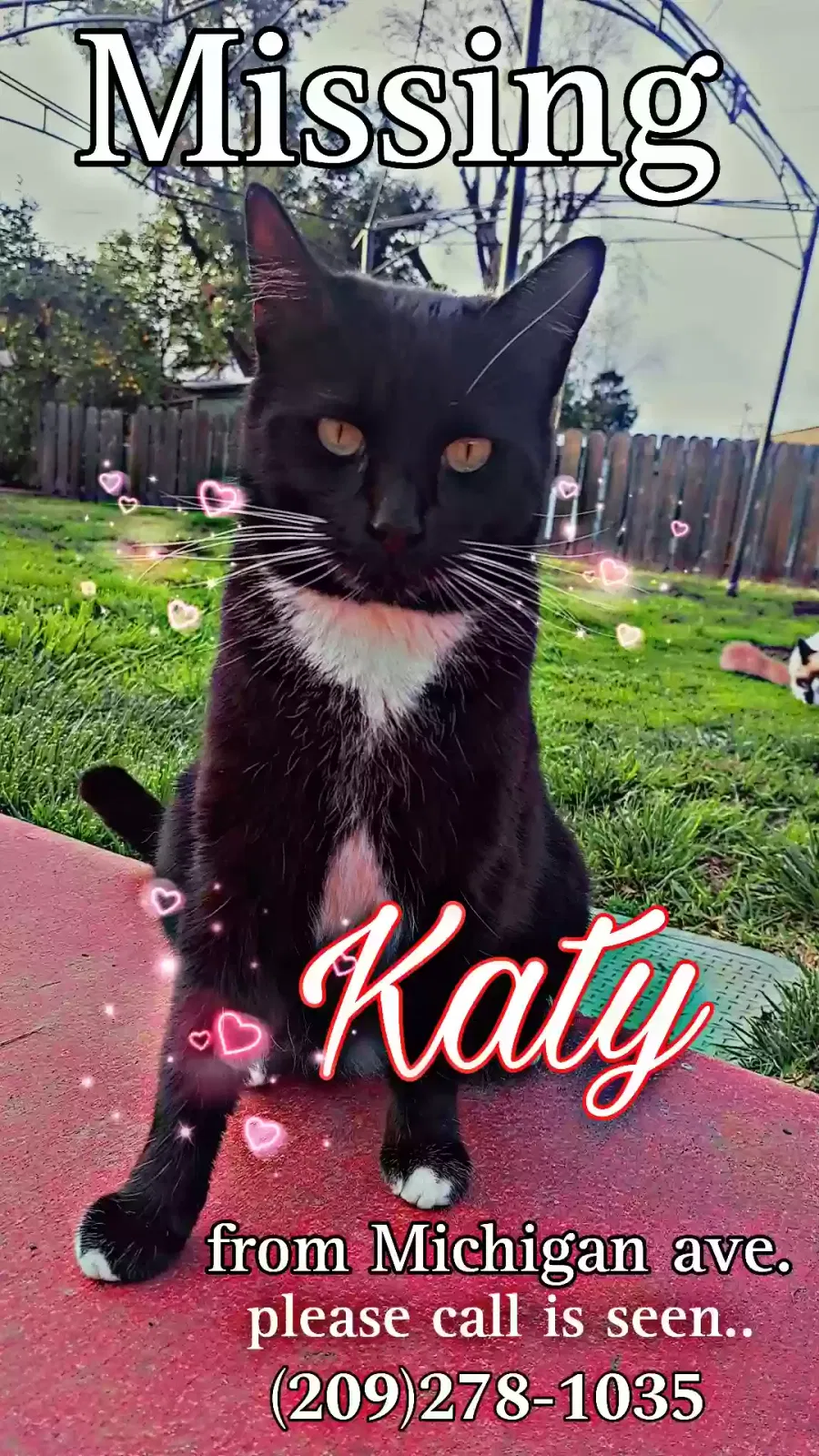 Lost cat in Stockton, CA, 95204