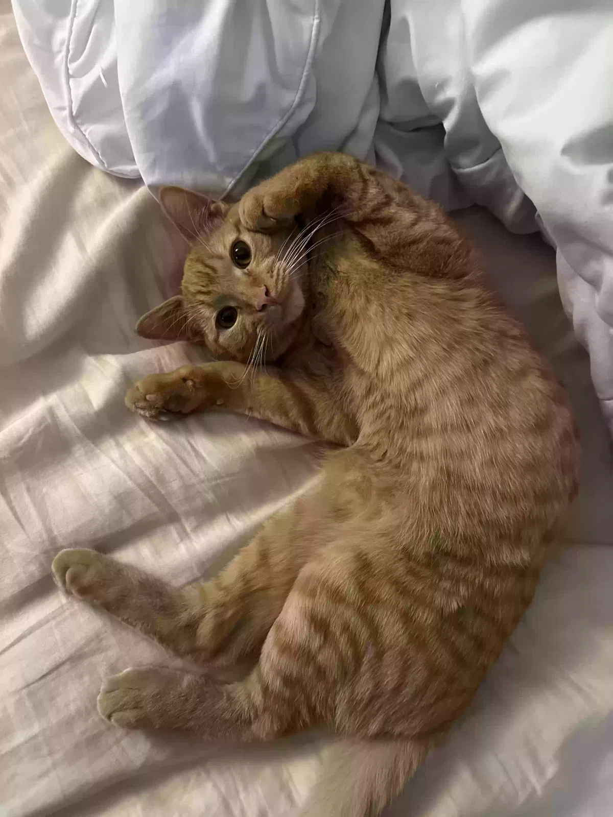 Lost cat in Gilbert, AZ, 85297