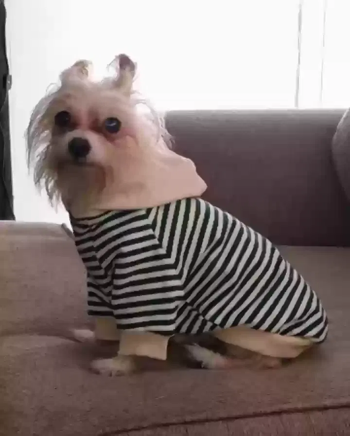 Lost dog in Long Beach, CA, 90813