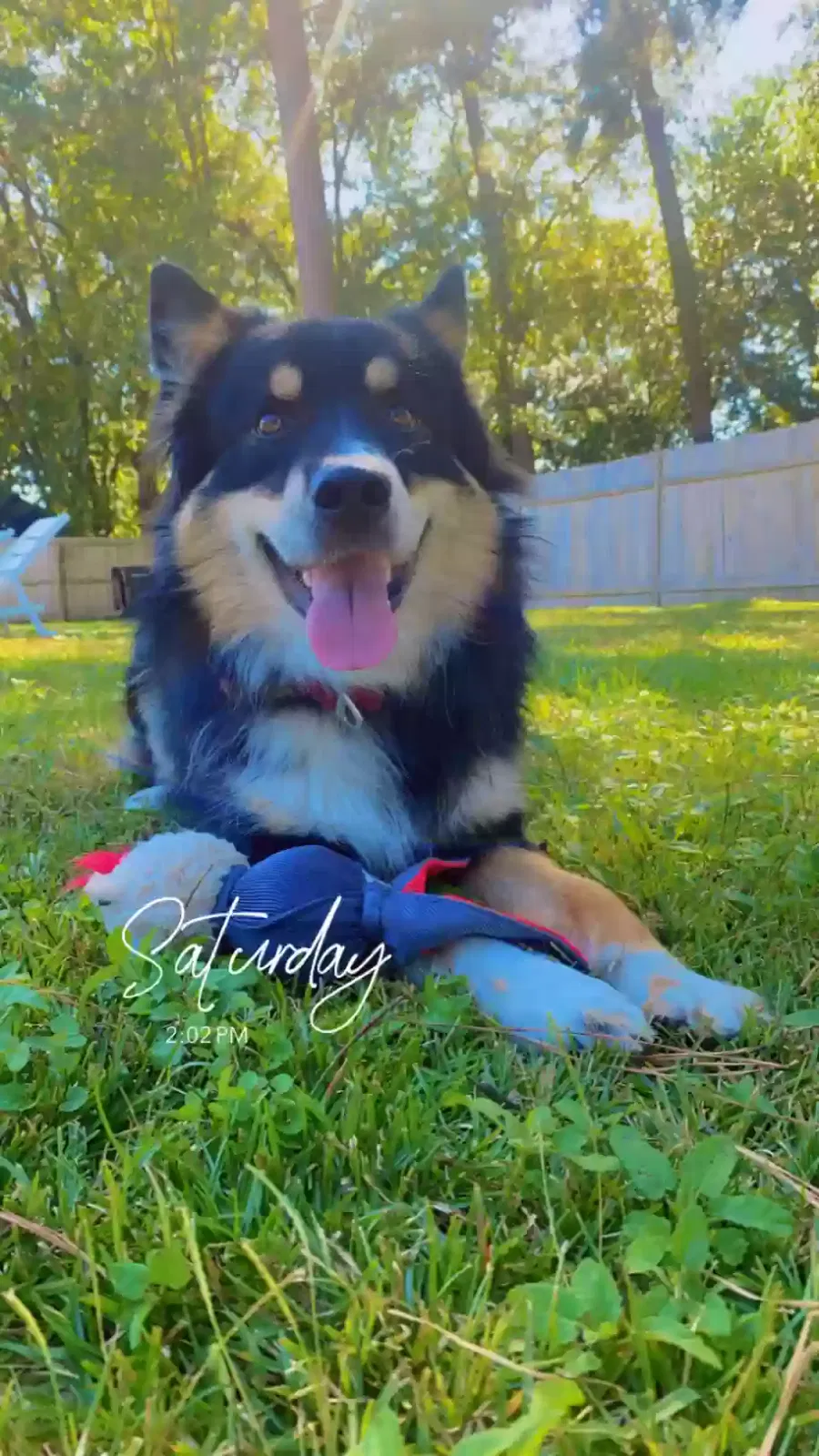 Lost dog in Fayetteville, NC, 28304