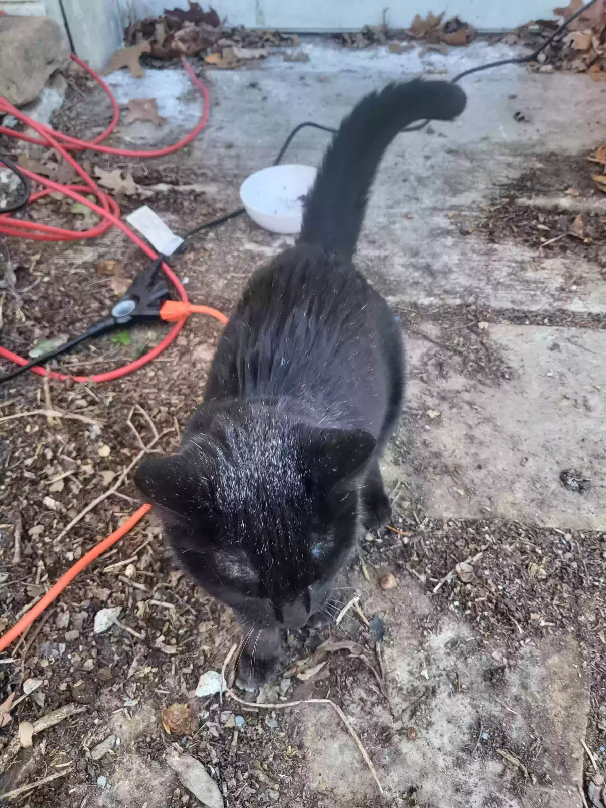 Found cat in Crossville, TN, 38555