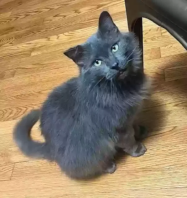 Lost cat in Norfolk, VA, 23509