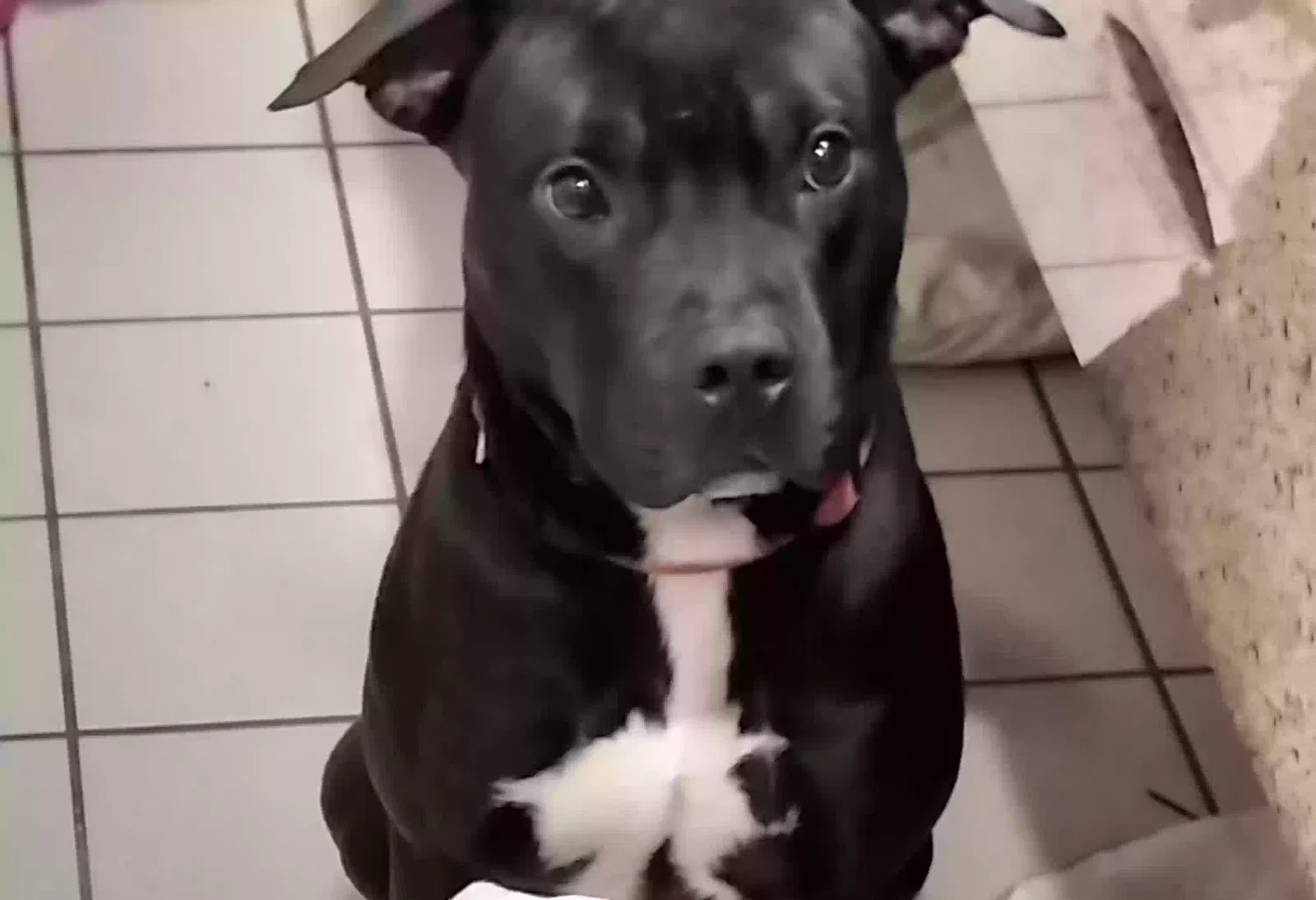Lost dog in Conroe, TX, 77301