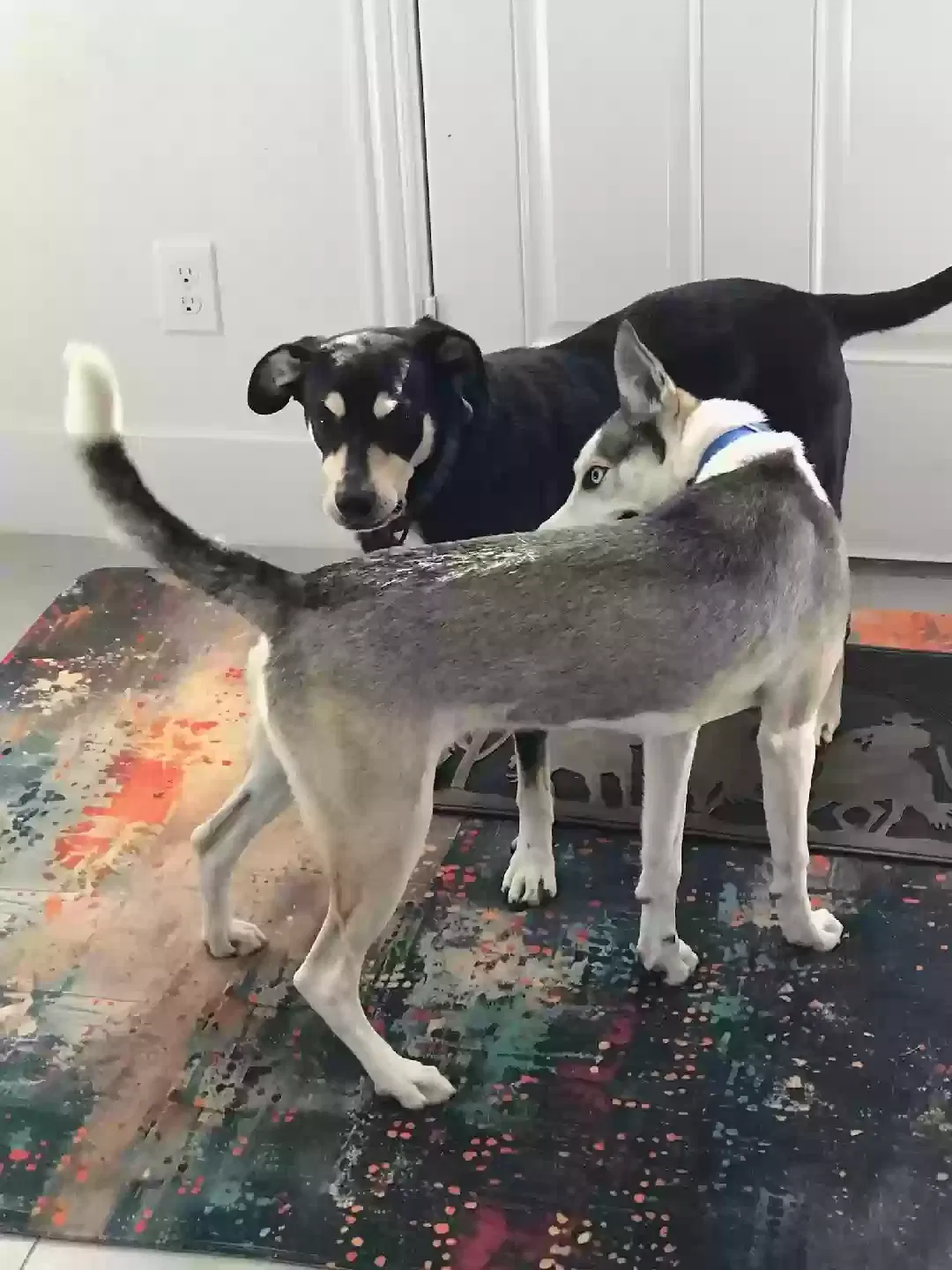Lost dog in Dallas, TX, 75212