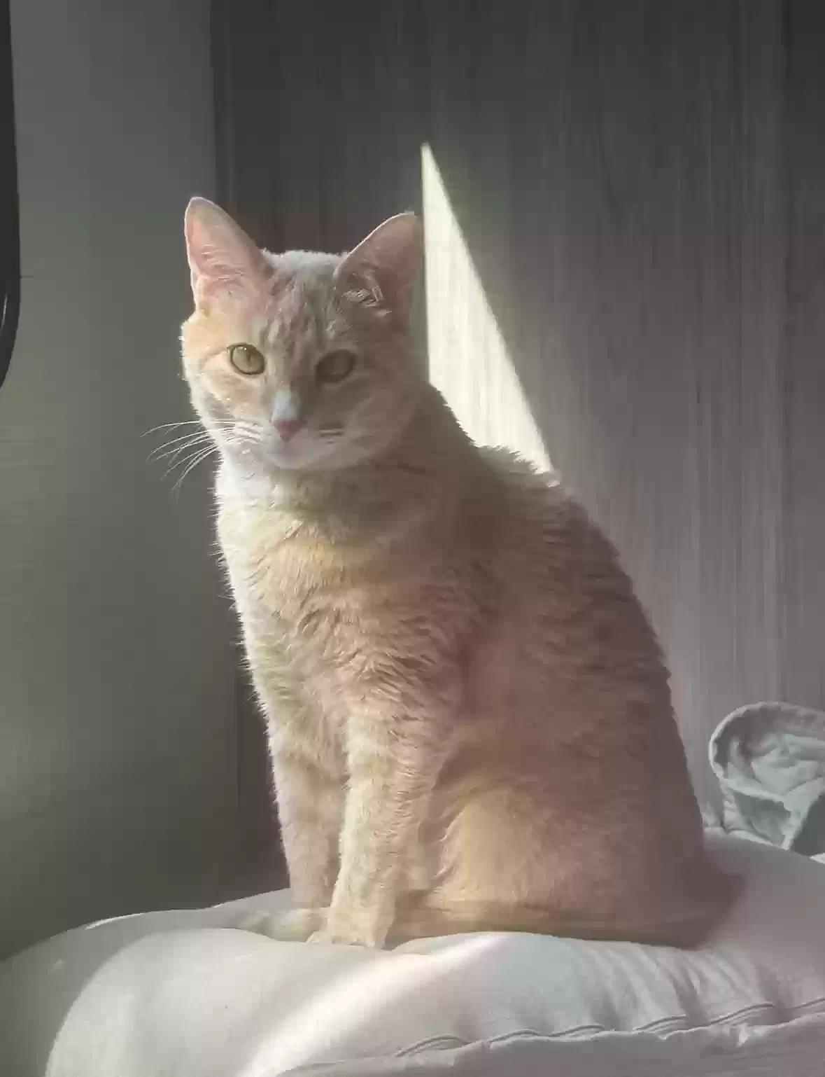 Lost cat in San Antonio, TX, 78249