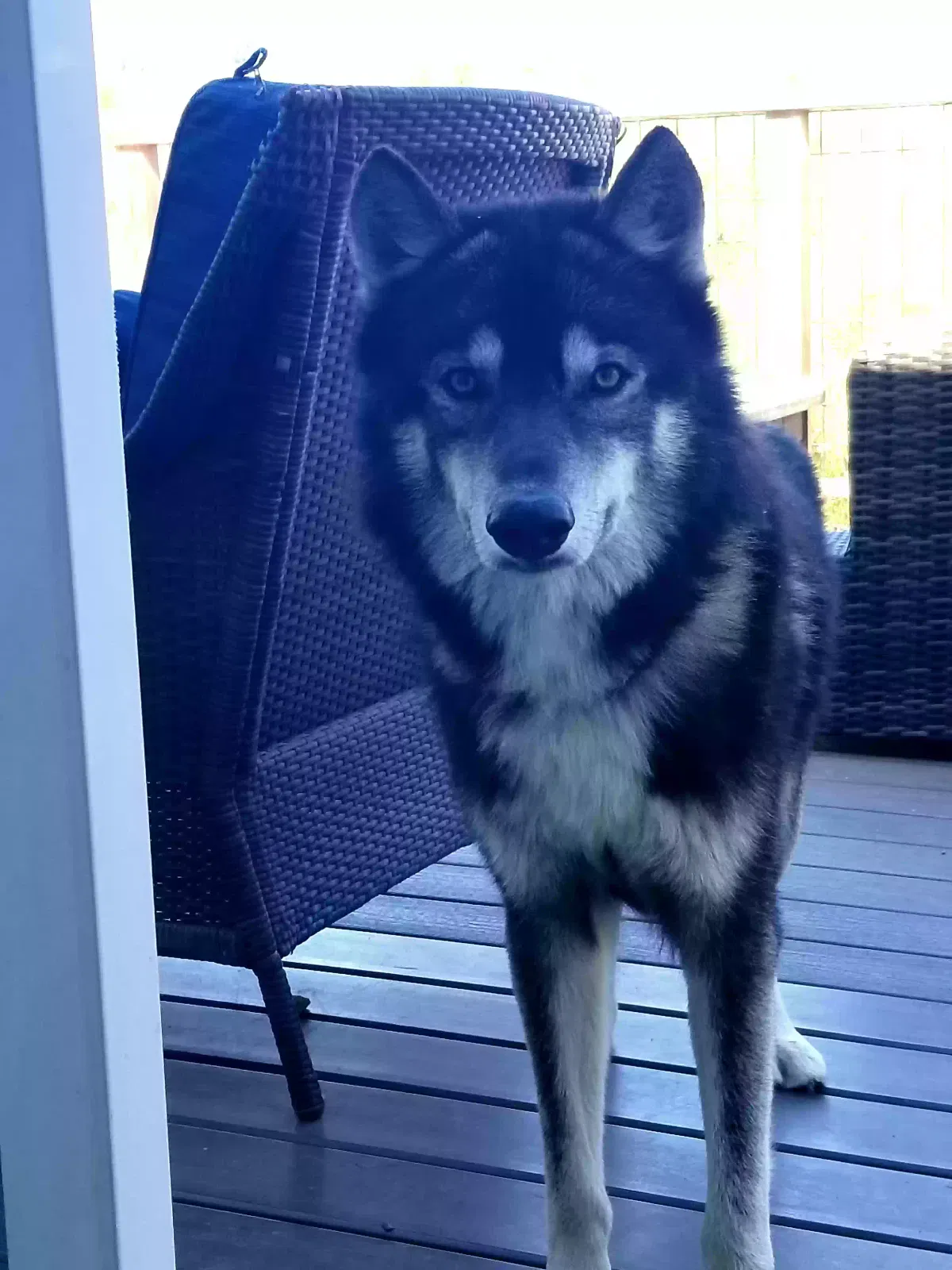 Lost dog in Encinitas, CA, 92024