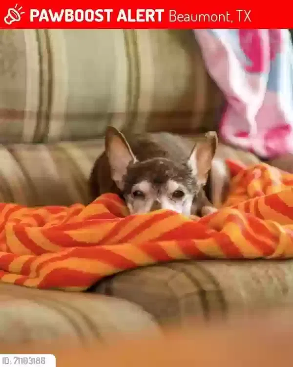 Lost dog in Beaumont, TX, 77713