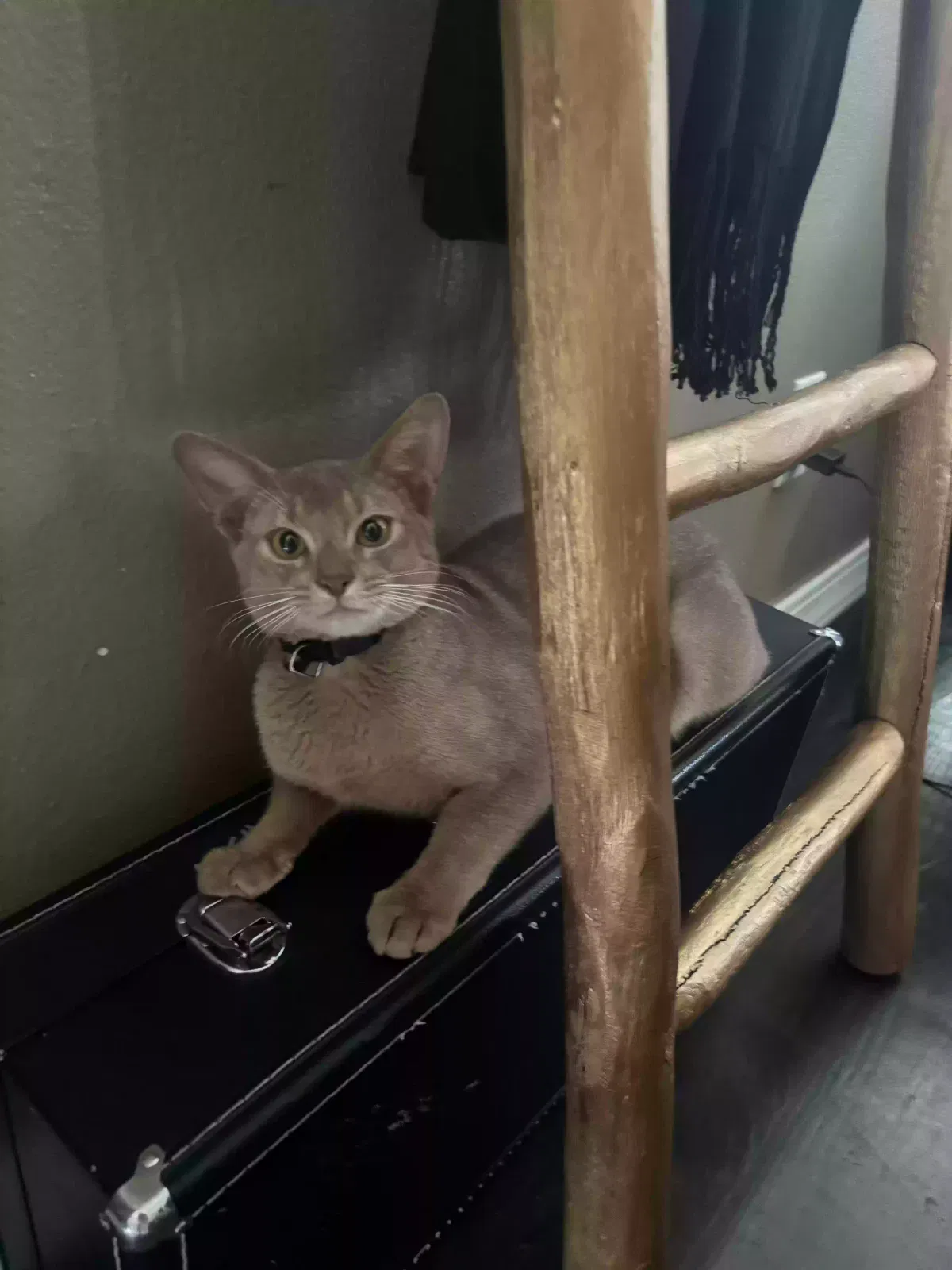 Lost cat in Magna, UT, 84044