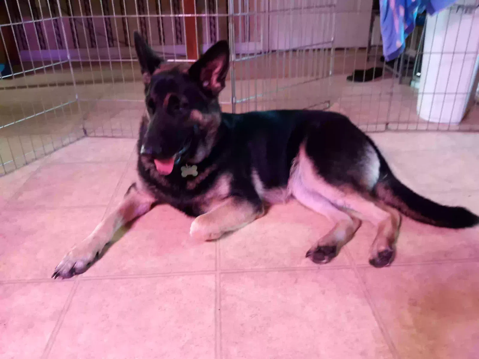 Lost dog in Loris, SC, 29569