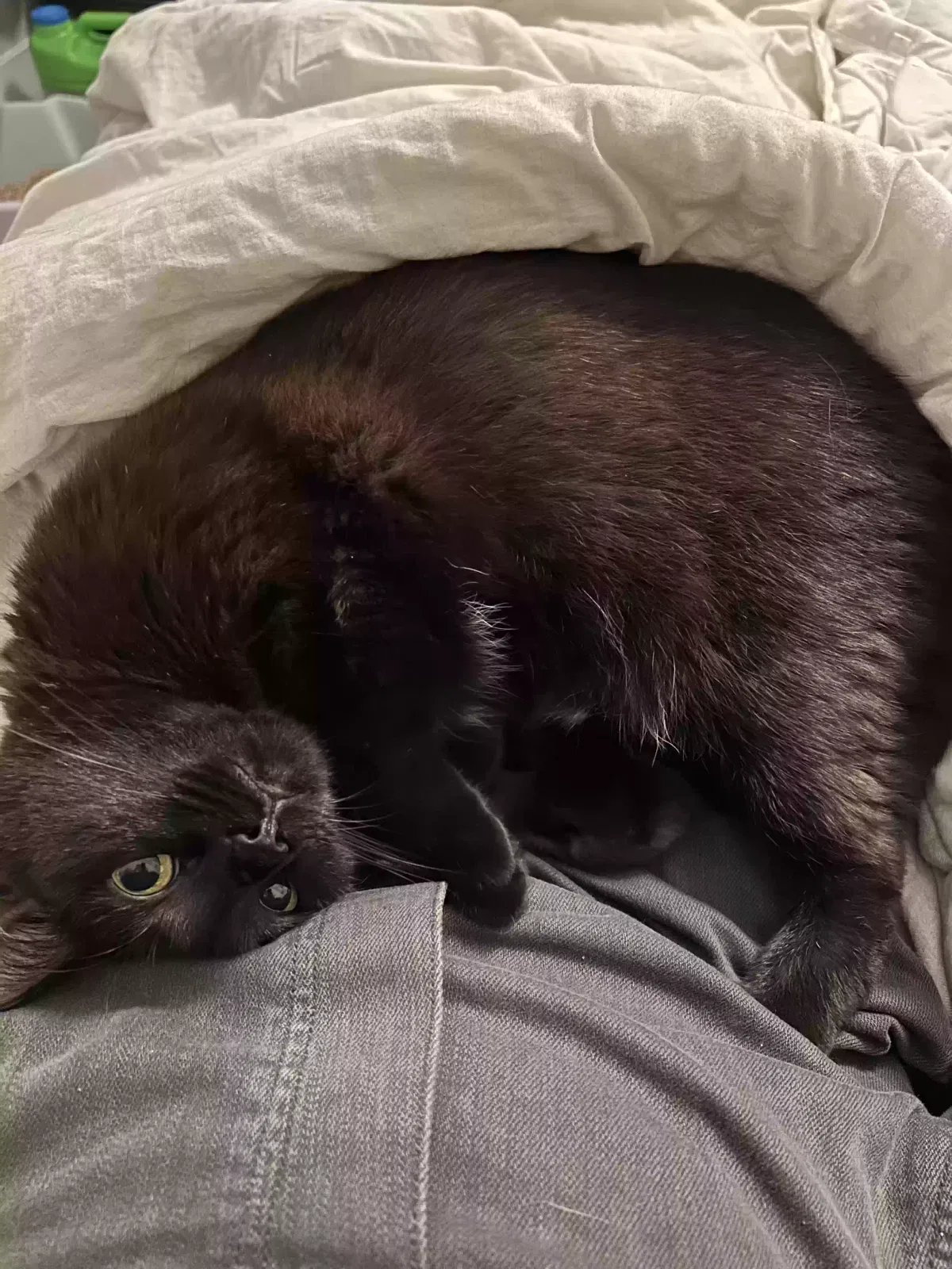 Lost cat in Holladay, TN, 38341