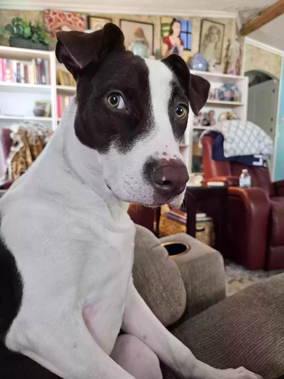 Lost dog in Saint Augustine, FL, 32086