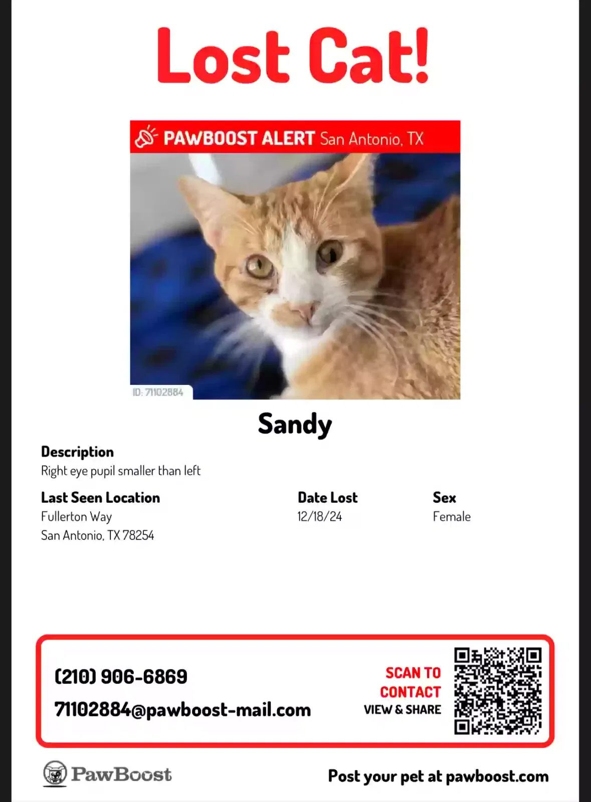 Lost cat in San Antonio, TX, 78254